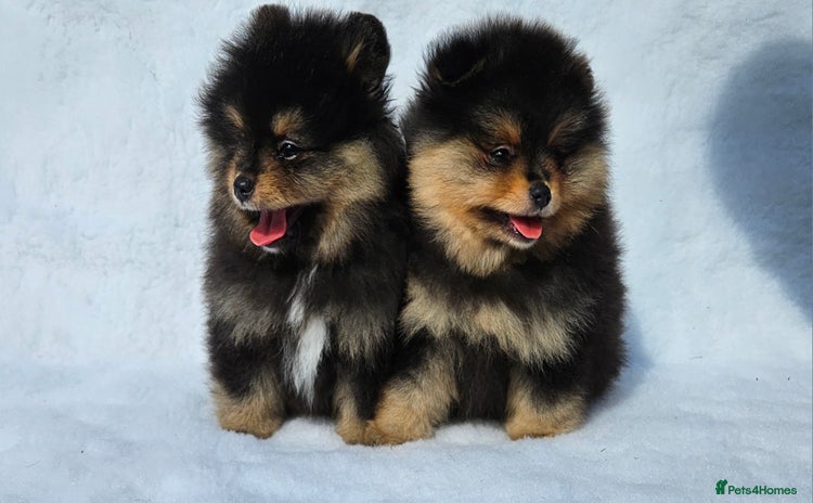 Pomeranian dogs - Advert 14