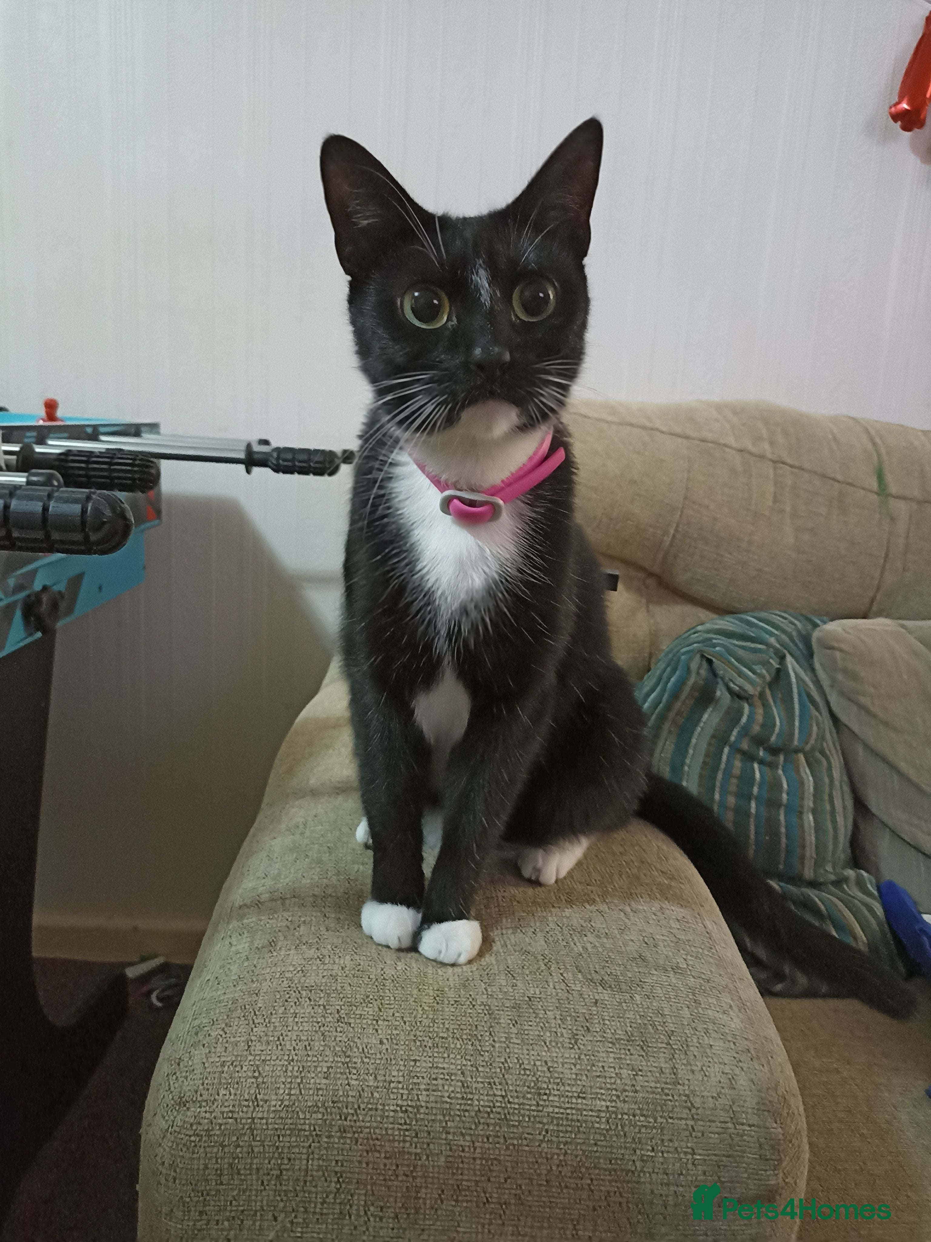 Mixed Breed cats Super friendly kitten - Advert 2