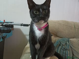 Mixed Breed cats Super friendly kitten - Advert 2