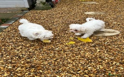 Bichon Frise dogs for sale: Two beautiful Bichon frise pups  - Image 2