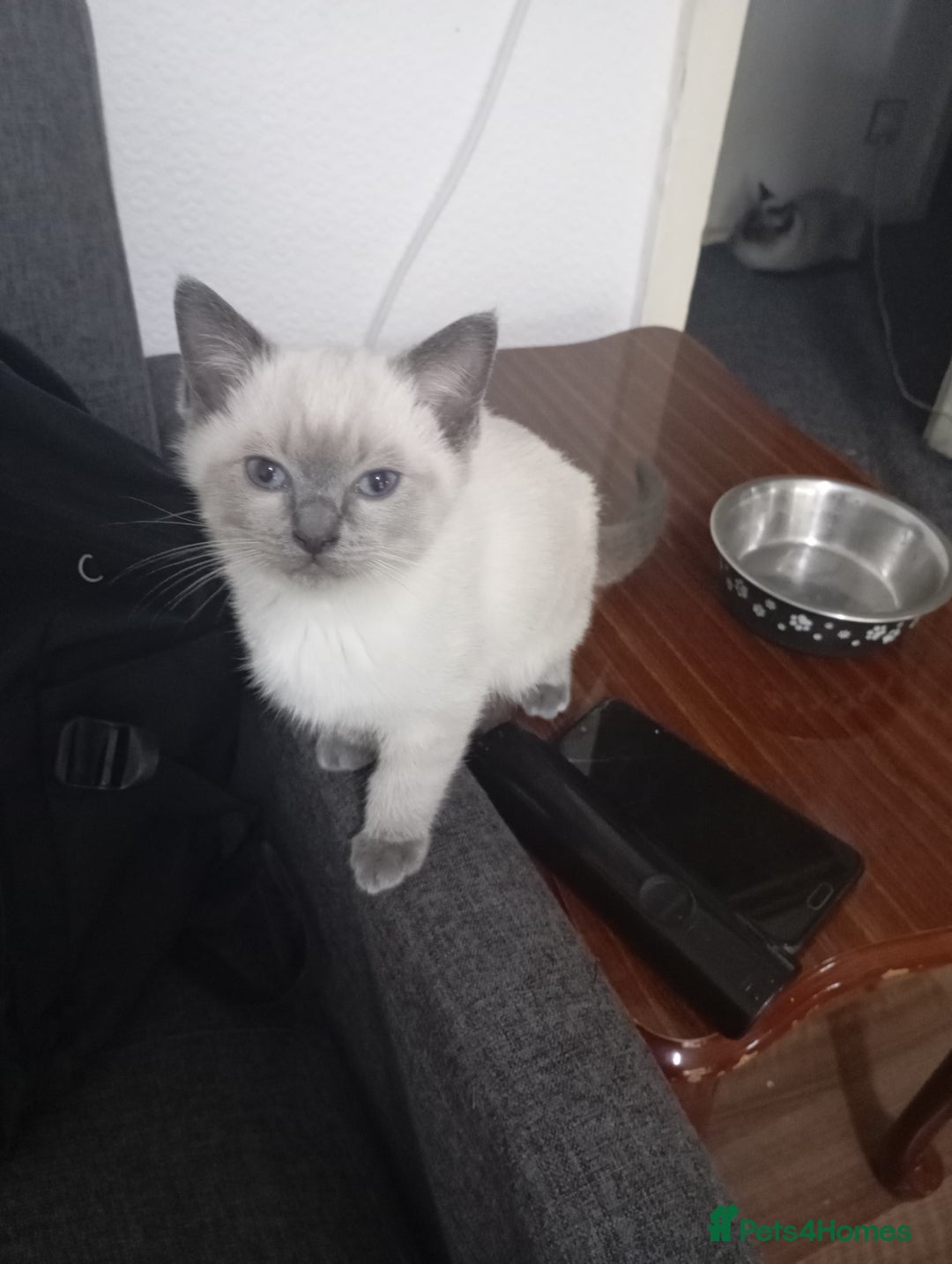 Ragdoll cats for sale: Warwick house central avenue M192ff - Image 2