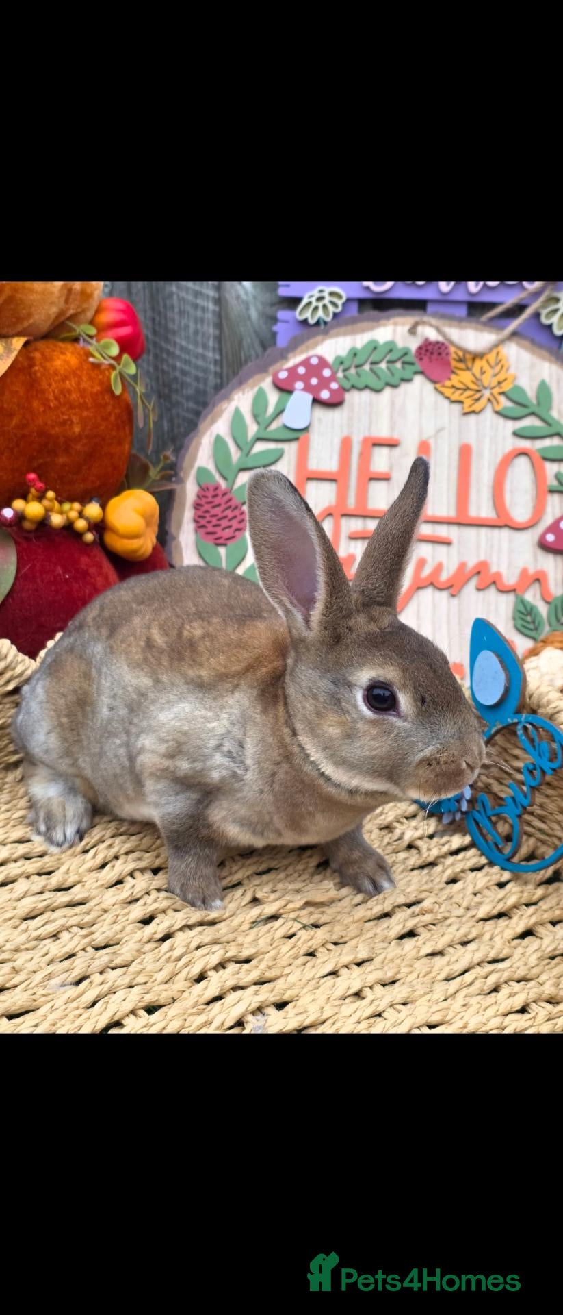 Rex rabbits Castor buck mini rex  - Advert 2