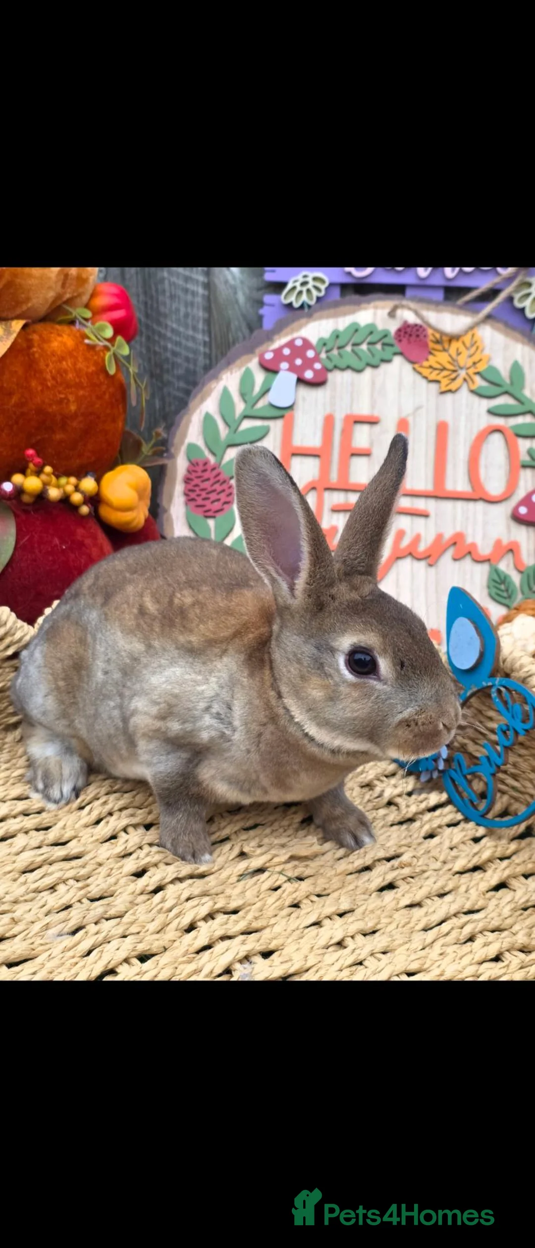 Rex rabbits for sale: Castor buck mini rex  - Advert 2
