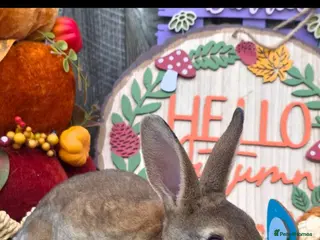 Rex rabbits Castor buck mini rex - Advert 2