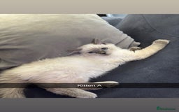 Ragdoll cats for sale: Bluepoint ragdolls  - Image 2