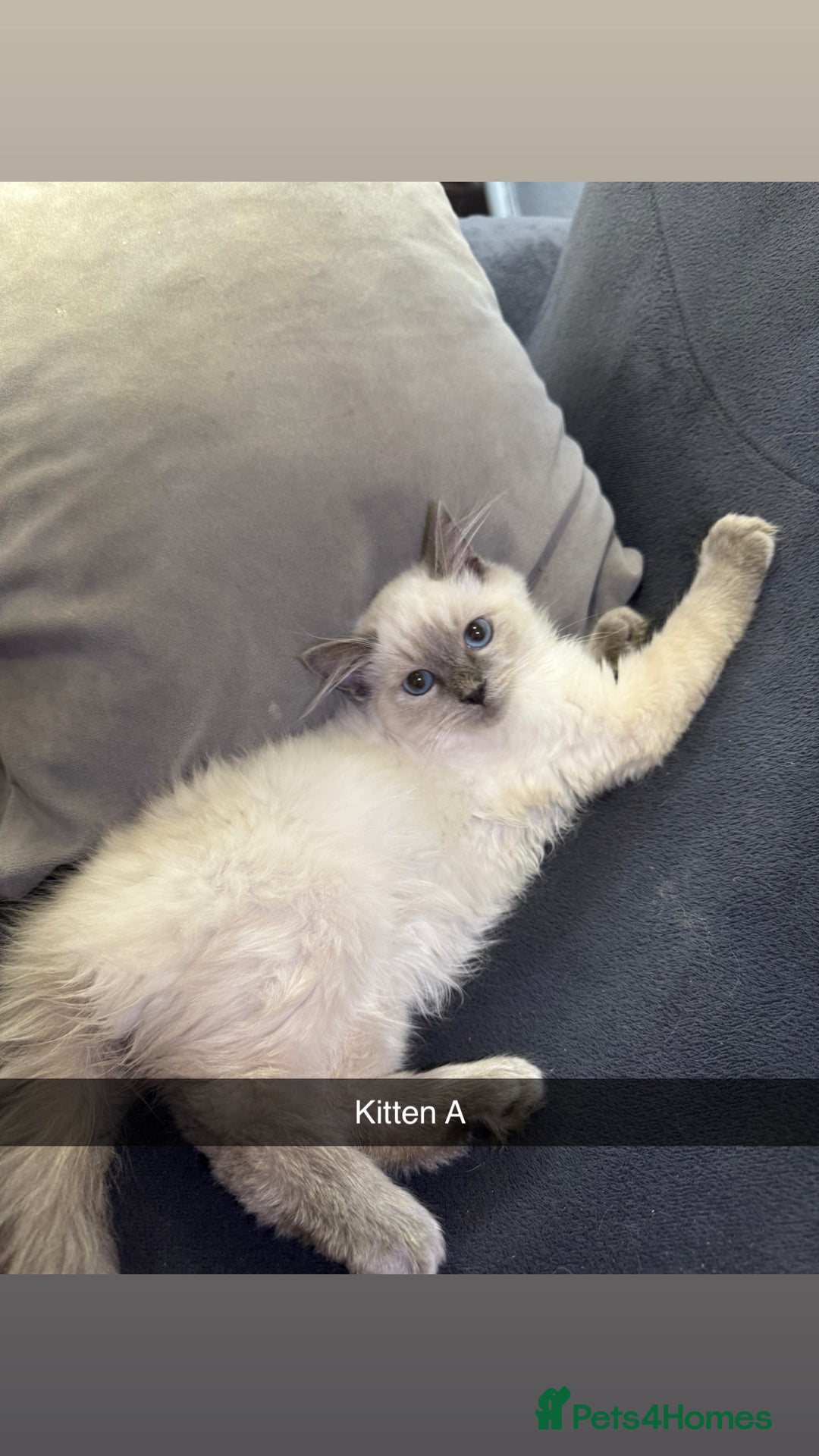Ragdoll cats for sale: Bluepoint ragdolls  - Image 2
