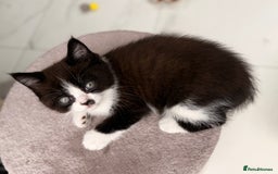 Persian cats for sale: Half Persian male  - Image 19