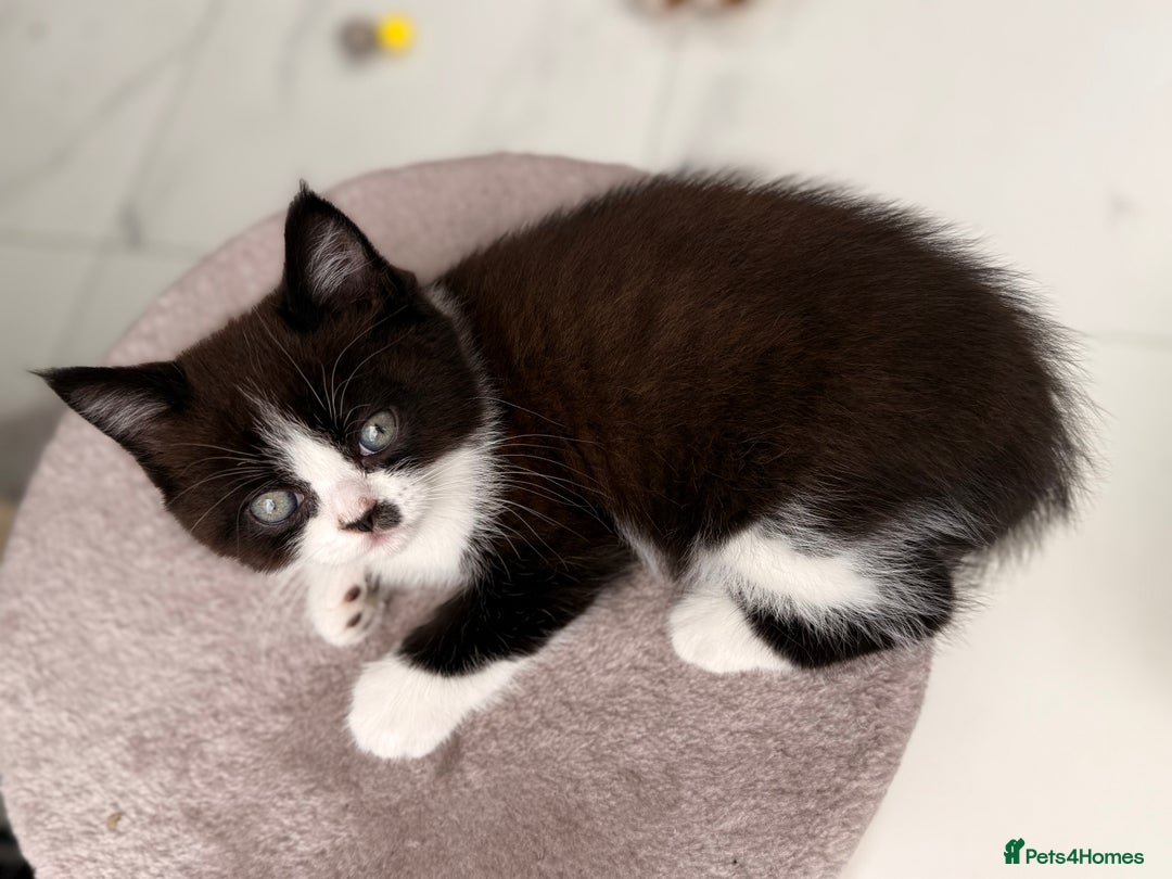 Persian cats for sale: Half Persian male  - Image 19