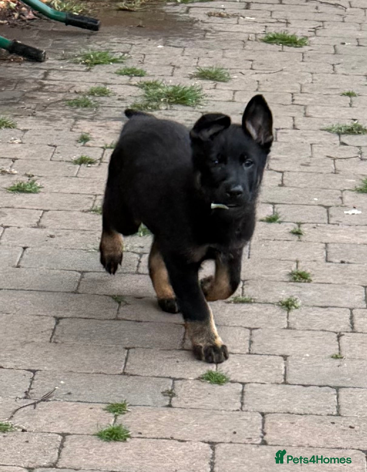 German Shepherd dogs KC Reg Working Line GSD REDUCED £1500 - Advert 1