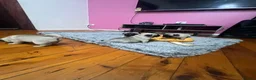 Pug dogs for sale: Quietly sleeping pug - Advert 7