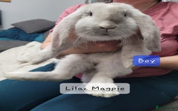 French Lop rabbits for sale: Pure Bred French Lop babies - Image 3