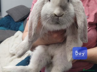 French Lop rabbits Pure Bred French Lop babies - Advert 13