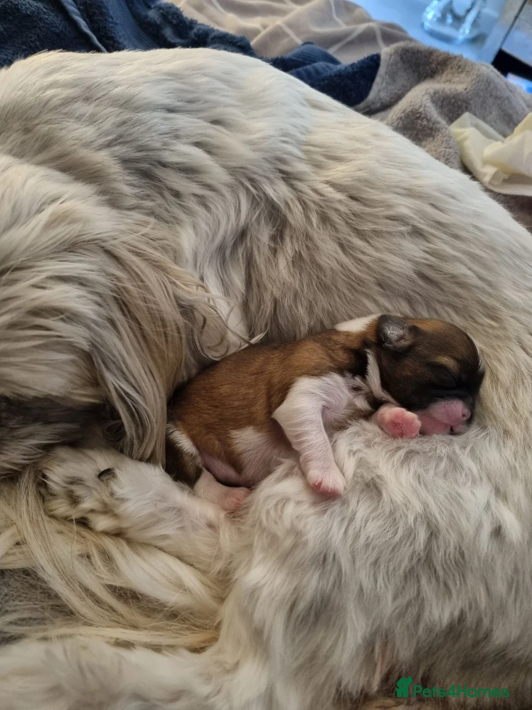 Shih Tzu dogs for sale: 2 beautiful shih tzu boys - Advert 2