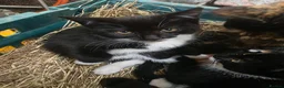 Mixed Breed cats for sale: Farm kittens  - Advert 7