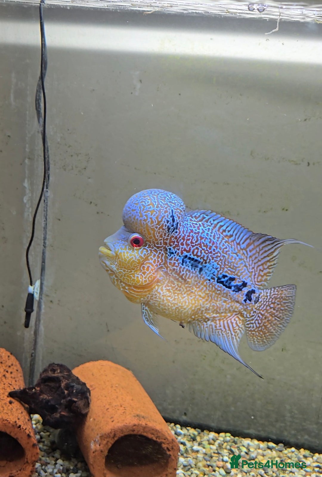 Cichlids fish for sale: Zhen zue male flowerhorn  - Image 2