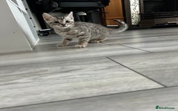 Bengal cats for sale: 🐾 Kittens Looking for a Loving Home! 🐾 - Image 17