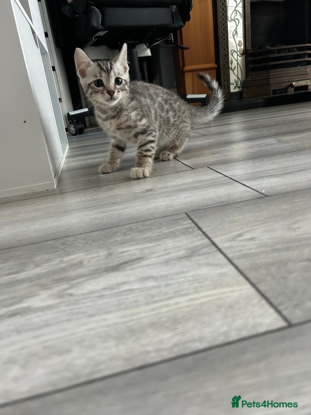 Bengal cats for sale: 🐾 Kittens Looking for a Loving Home! 🐾 - Image 17