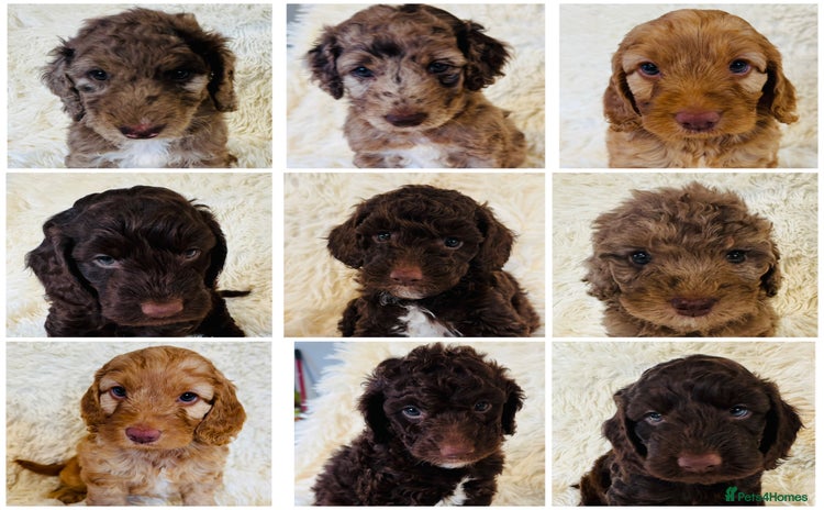 Cockapoo dogs - Advert 14