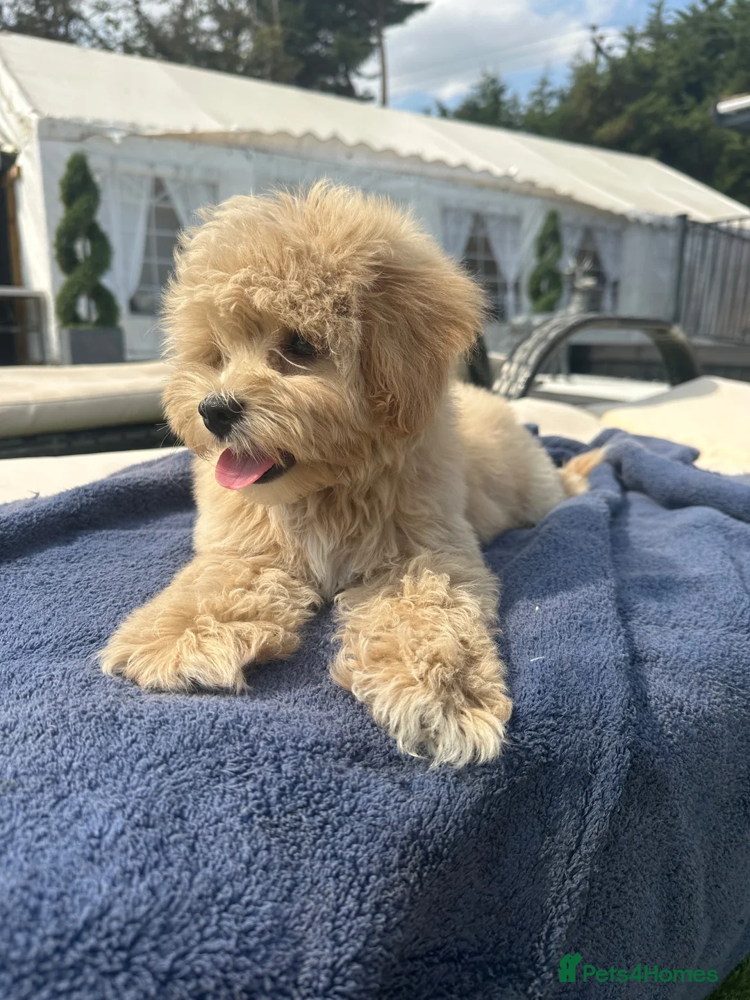 Maltipoo dogs for sale: ✨👑MALTIPOO PUPPIES 👑✨PARENTS KC✨HEALTH TESTED ✨ - Advert 1
