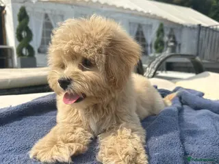 Maltipoo dogs ✨👑MALTIPOO PUPPIES 👑✨PARENTS KC✨HEALTH TESTED ✨ - Advert 14