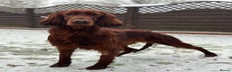 Irish Setter dogs for stud: Deep Red Health Tested STUD in Bewdley - Advert 2