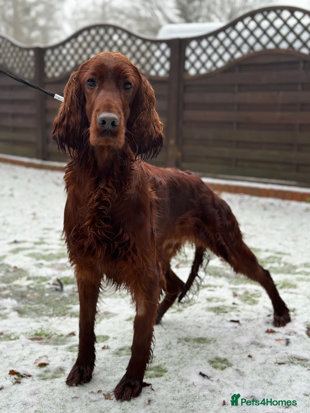 Irish Setter dogs for stud: Deep Red Health Tested STUD in Bewdley - Advert 2