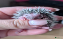 Pygmy Hedgehog rodents for sale: Gorgeous APH hedgehogs  - Image 5