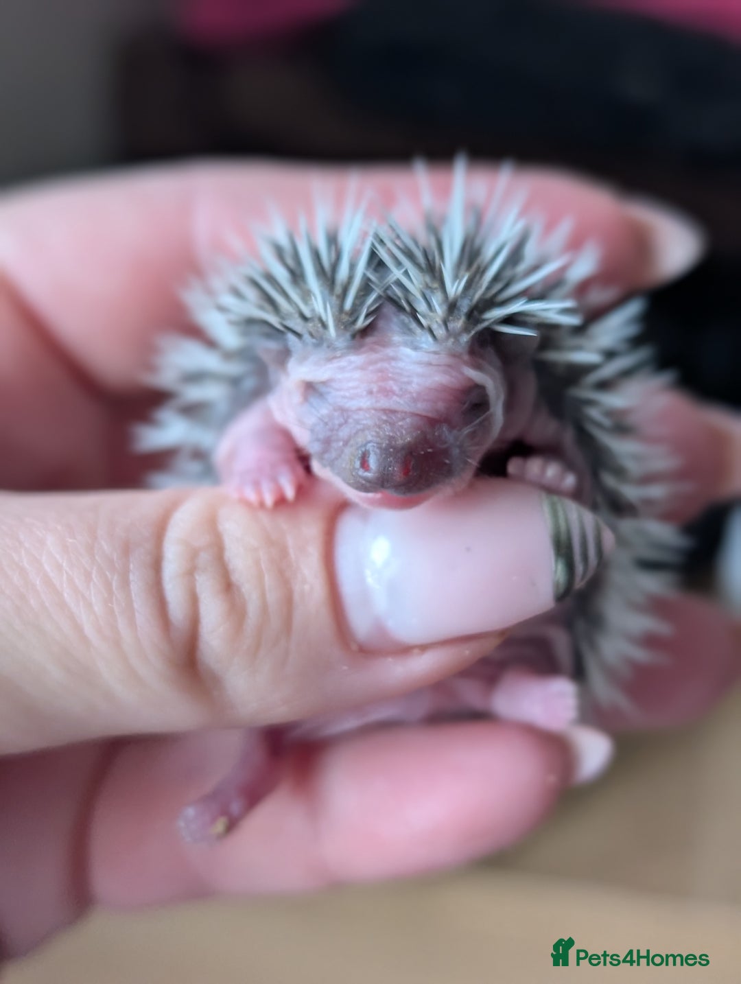 Pygmy Hedgehog rodents for sale: Gorgeous APH hedgehogs  - Image 5