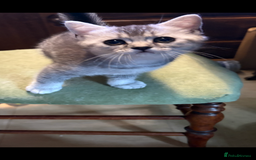 British Shorthair cats for sale: Beautiful silver black tipped girl 💕 - Image 14