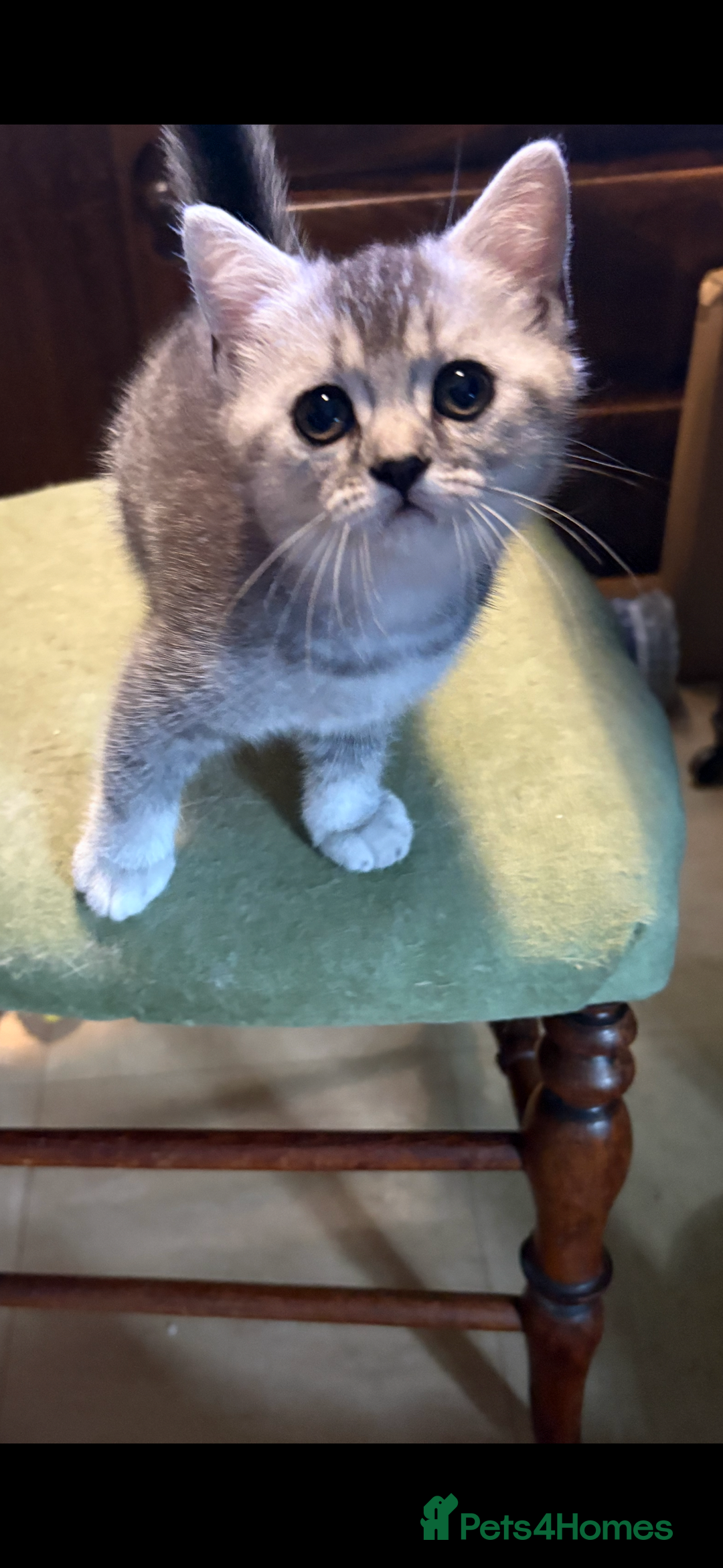 British Shorthair cats for sale: Beautiful silver black tipped girl 💕 - Image 14