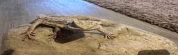 Bearded Dragon reptiles for sale: Baby Bearded Dragon 12 weeks - Advert 8