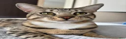 Bengal cats for sale: Bengal kittens - Advert 1