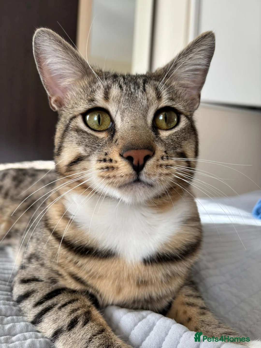 Bengal cats for sale: Bengal kittens - Advert 1