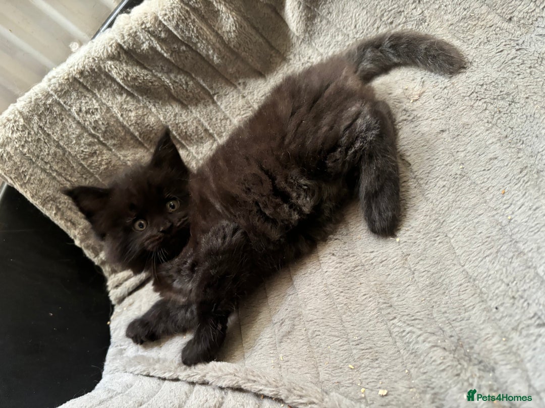 Maine Coon cats for sale: Maine Coon kittens  - Image 4