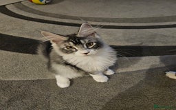 Maine Coon cats for sale: Maine coon pure breed - Image 8