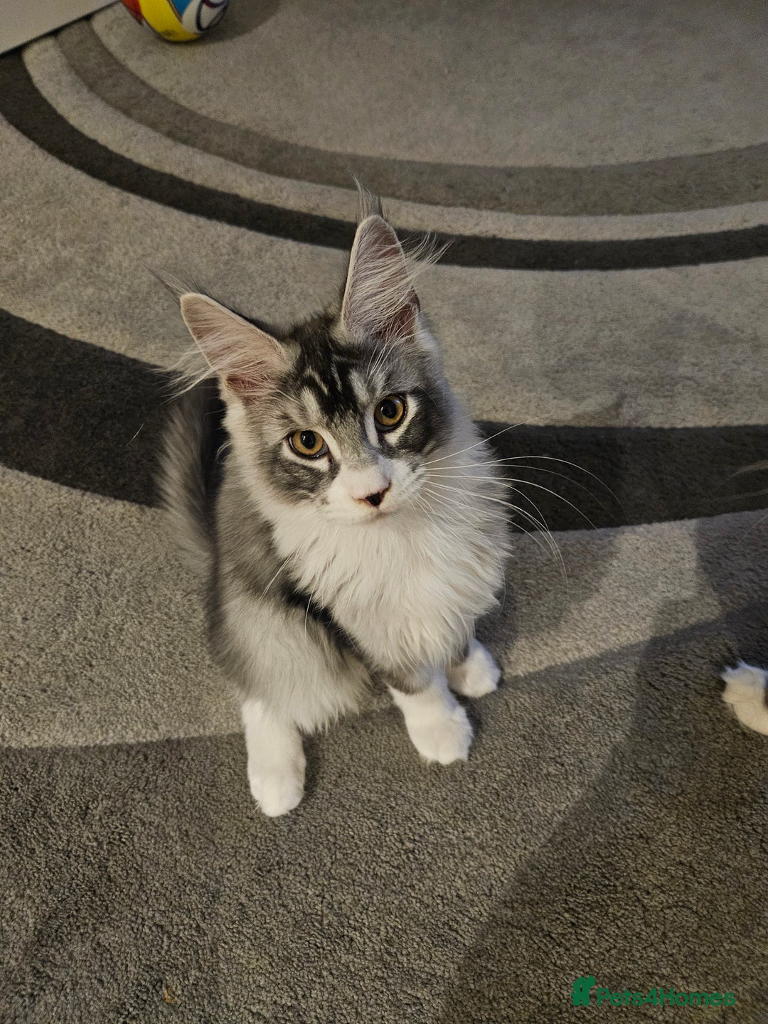 Maine Coon cats for sale: Maine coon pure breed - Image 8