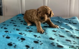 Cockapoo dogs for sale: 5 cockapoo puppies - Image 9