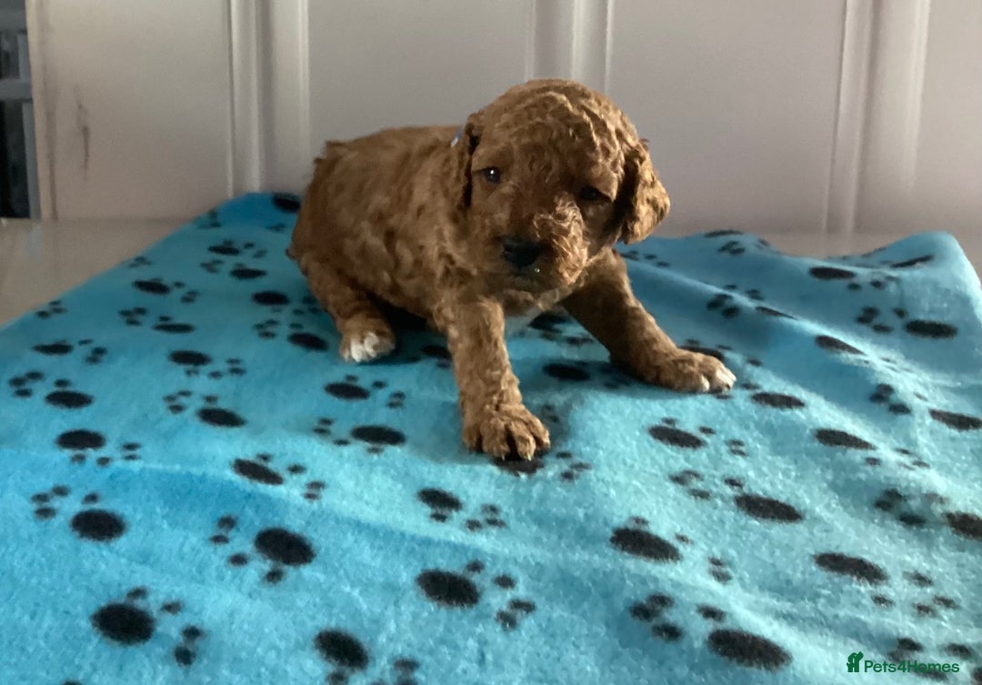 Cockapoo dogs for sale: 5 cockapoo puppies - Image 9