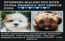 Shihpoo dogs for sale: STUNNING “ MALSHIPOO” BOYS ~READY NOW  - Image 2