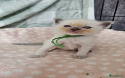 Ragdoll cats for sale: Female Blue Point Ragdolls  - Image 8