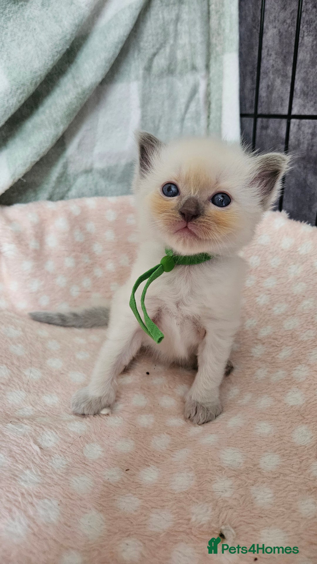 Ragdoll cats for sale: Female Blue Point Ragdolls  - Image 8