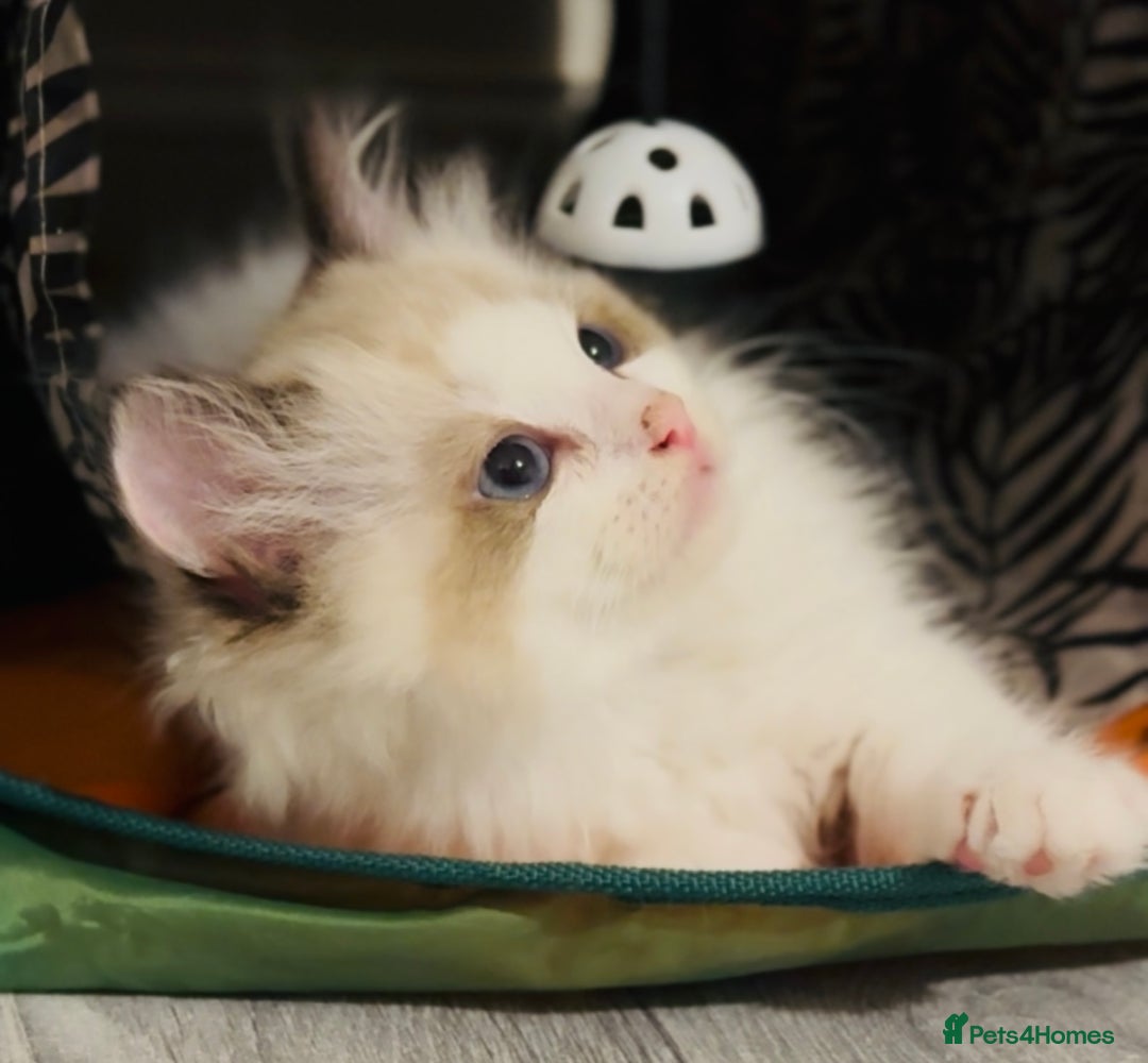 Ragdoll cats for sale: 💙🐾Tica full Pedigree🐾EU Ragdoll 🐱🐾DNA Clear - Image 9
