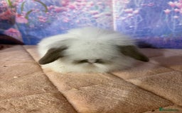 Mini Lion Lop rabbits for sale: Double mane lionlops vaccinated ready 21st Dec - Advert 3