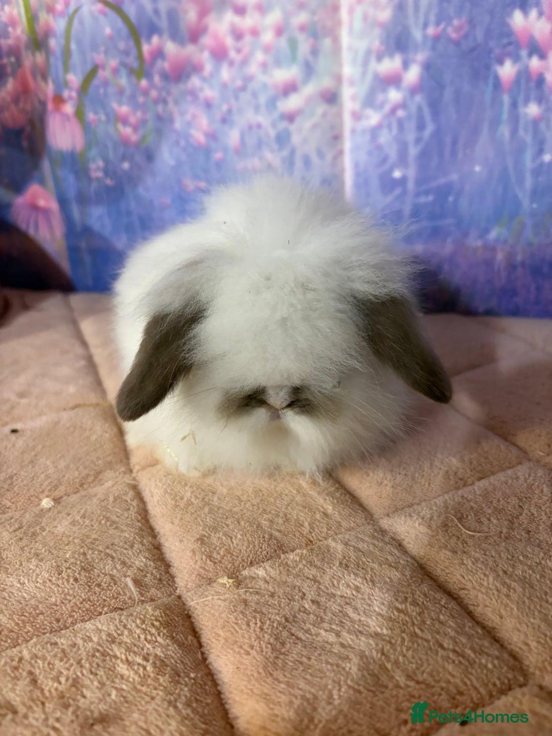 Mini Lion Lop rabbits for sale: Double mane lionlops vaccinated ready 21st Dec - Advert 3