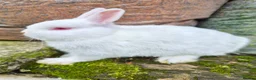 Netherland Dwarf rabbits for sale: 3 young Netherland dwarf rabbits for sale £50 in Manchester - Advert 8