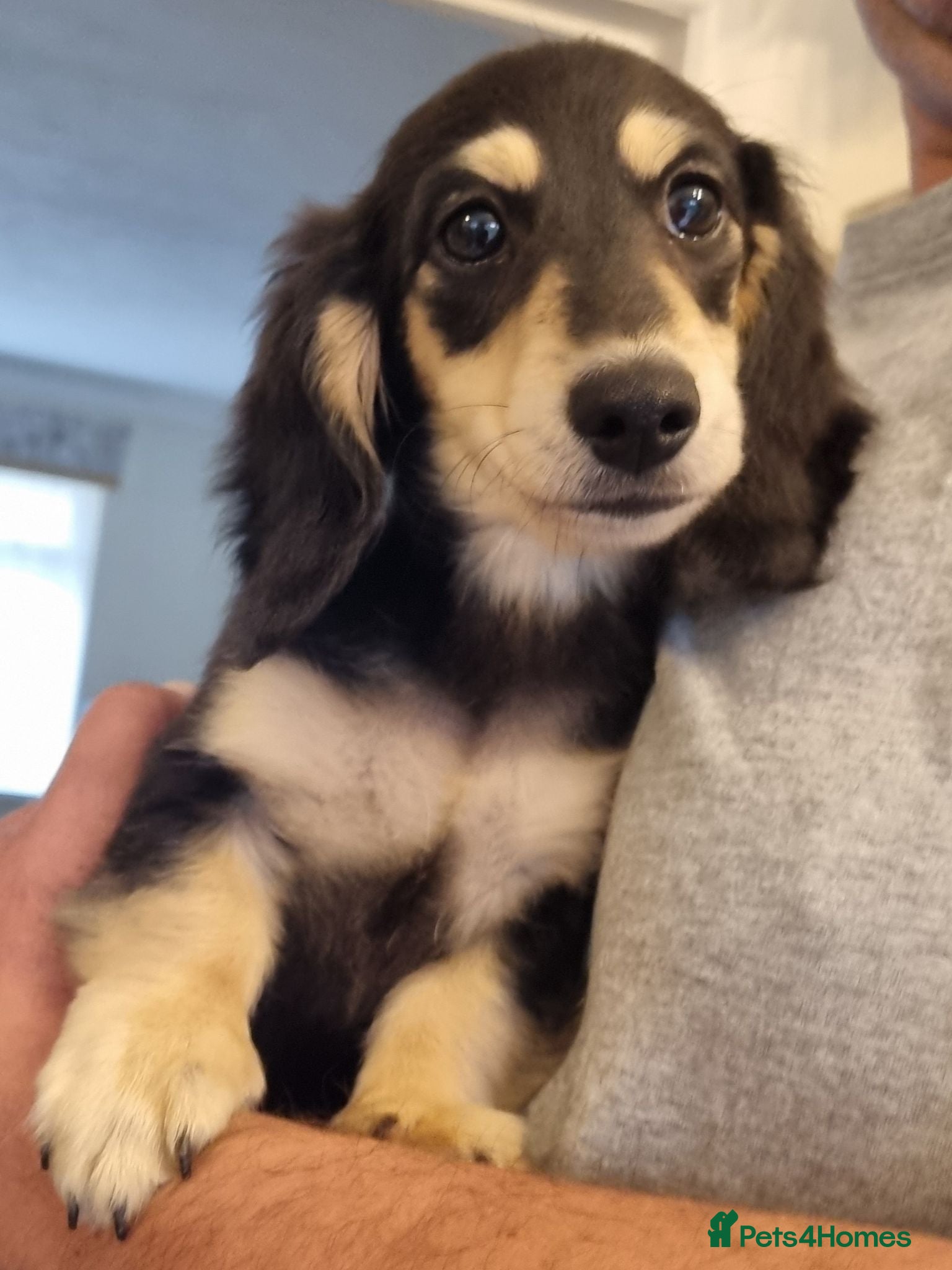 Miniature Dachshund dogs Last Wonderful KC Reg.MiniatureLH Dachshund Puppy  - Advert 6