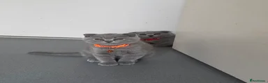 British Shorthair 4