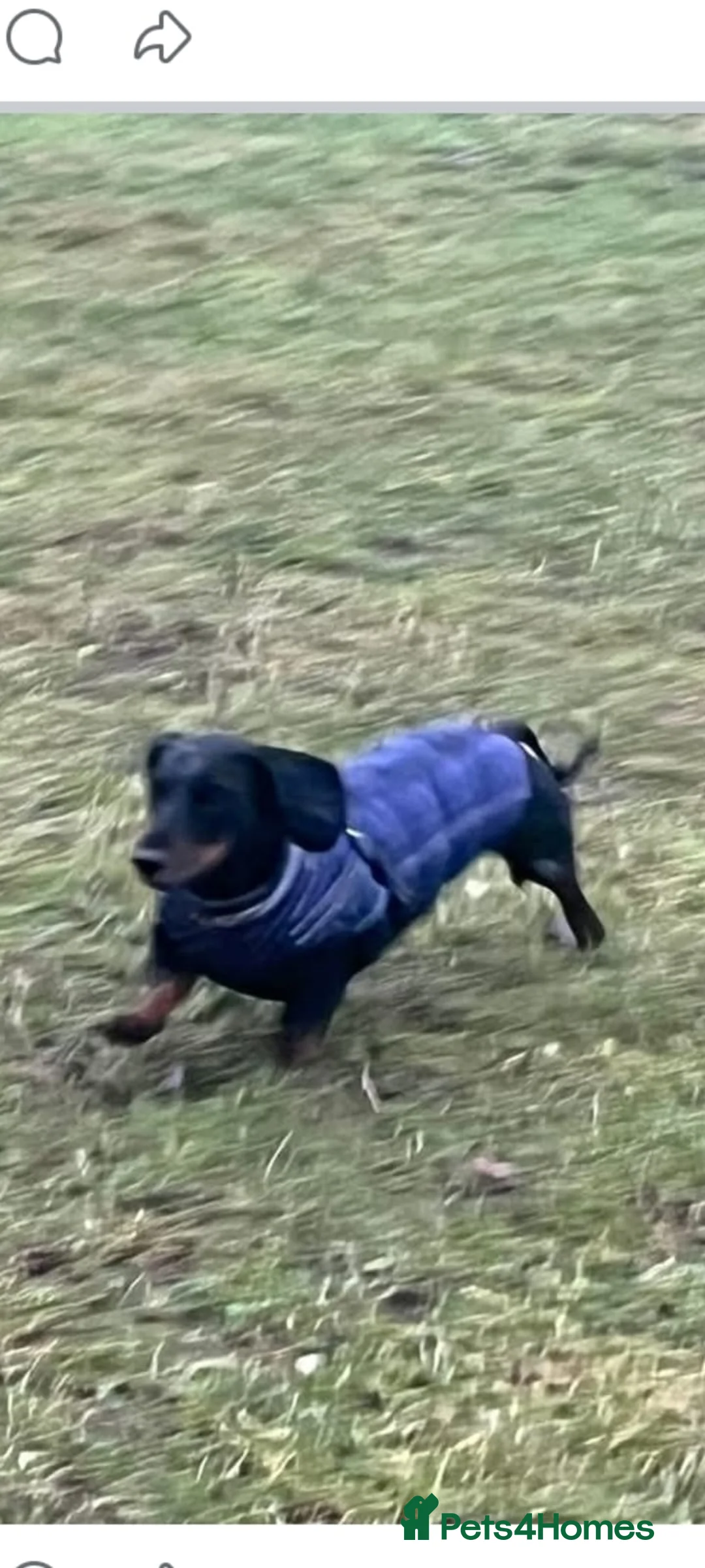 Dachshund dogs for sale: Stanley needs a new home in Ripon - Advert 2