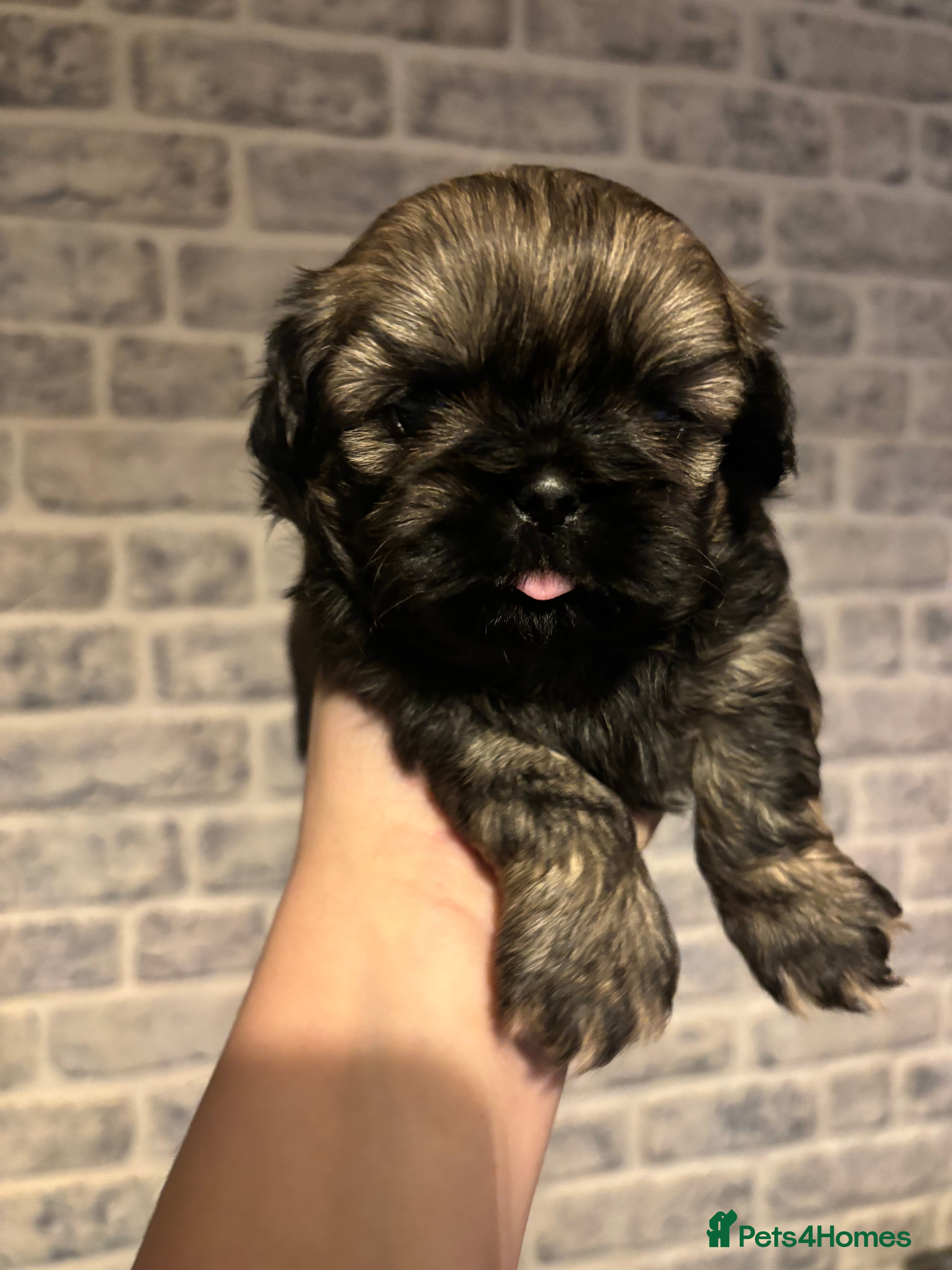 Shih Tzu dogs Imperial Shih Tzu male - Advert 14