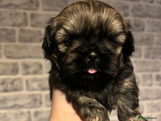 Shih Tzu dogs Imperial Shih Tzu male - Advert 4